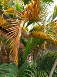 leading palm tree removal company