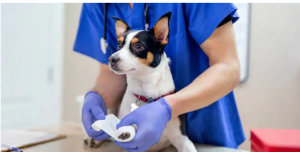 trusted dog PT