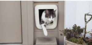 custom-sized pet doors